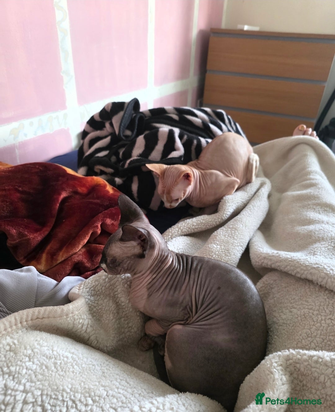 Sphynx cats for sale: 🩷 Sphynx Kitten – Female - Image 12
