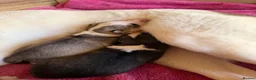 Siberian Husky dogs for sale: Amazing Pure Siberian Husky Puppies - Advert 3