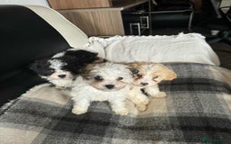 Mixed Breed dogs for sale: Bichon Maltese mix  - Advert 3
