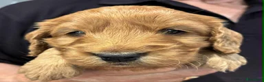 Cockapoo 4