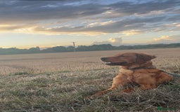 Golden Retriever dogs for sale: Dark Working Golden retriever  - Image 5