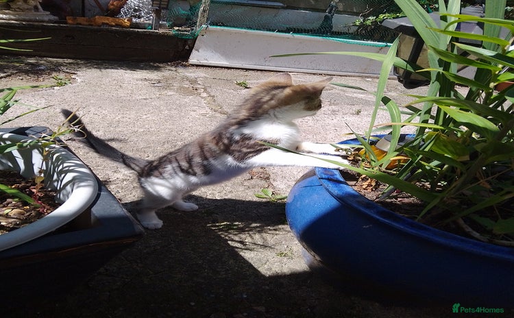 Mixed Breed cats for sale - Advert 2