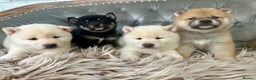 Japanese Shiba Inu dogs for sale: Japanese Shiba Inu puppies HEALTH TESTED - Advert 12