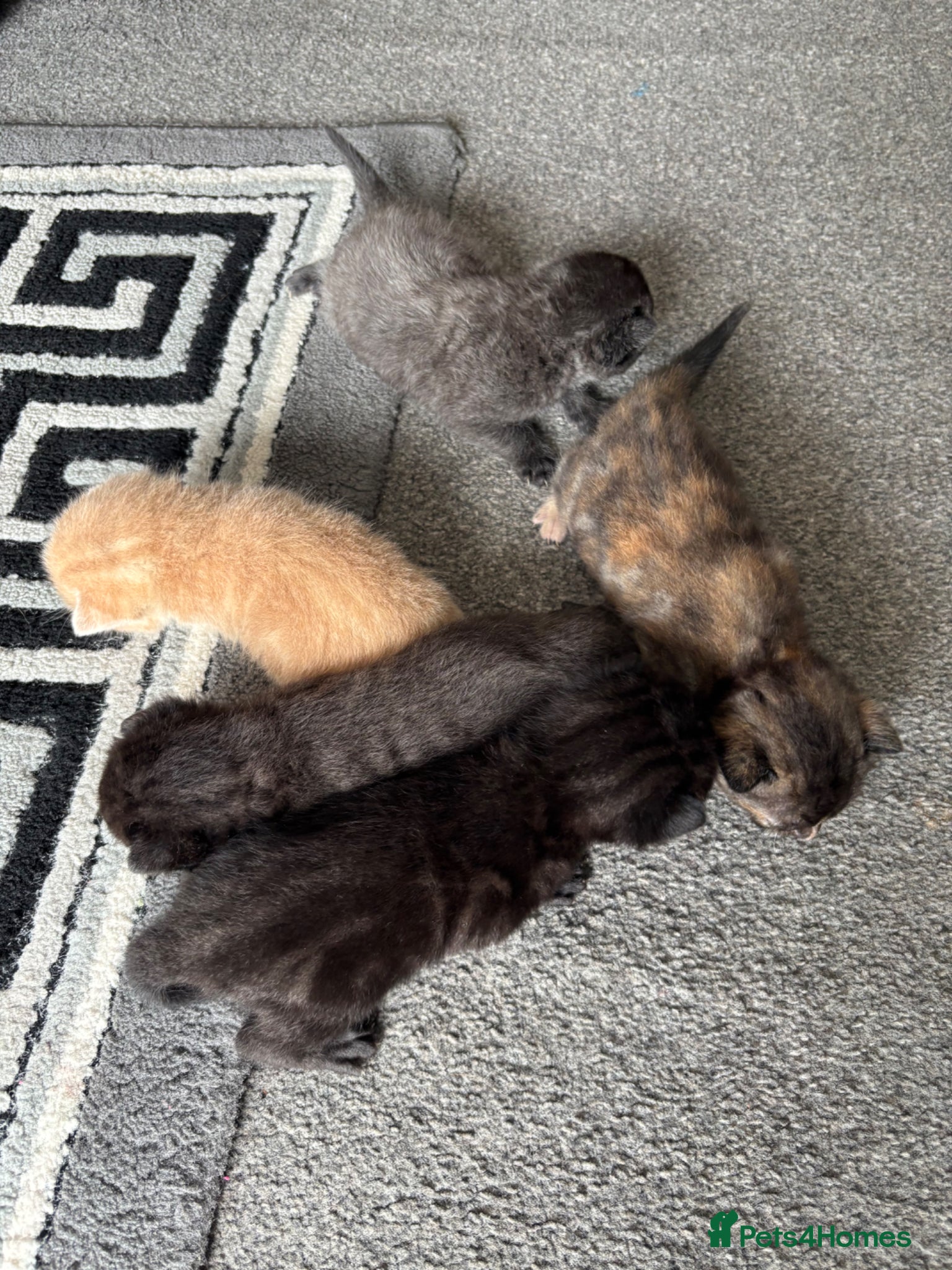 Mixed Breed cats for sale: 5 beautiful kittens for sale!  - Advert 17