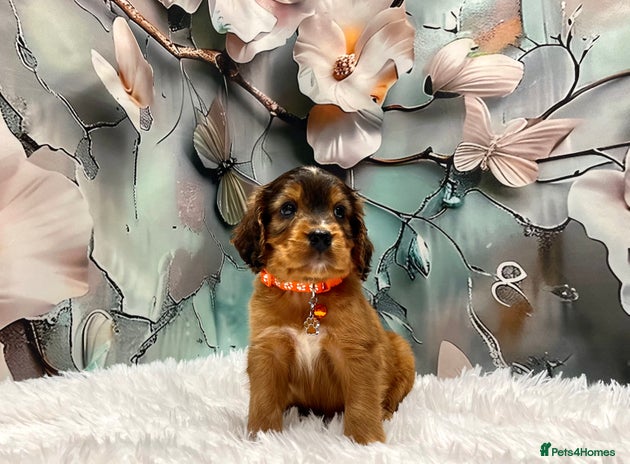 Cockapoo dogs - Advert 3