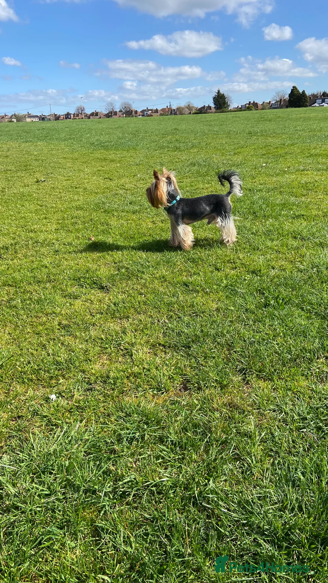 Yorkshire Terrier dogs for stud: Yorkshire terrier for stud  in Hornchurch - Advert 30