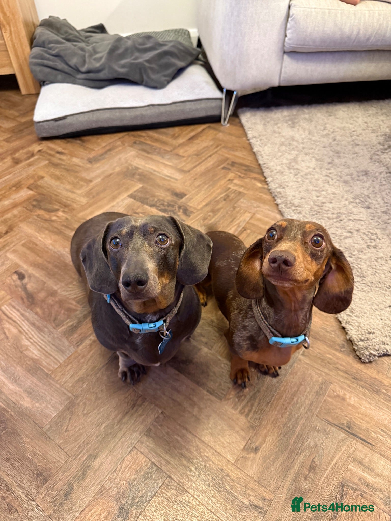 Dachshund dogs 2 loving miniature Dacshund - Advert 13