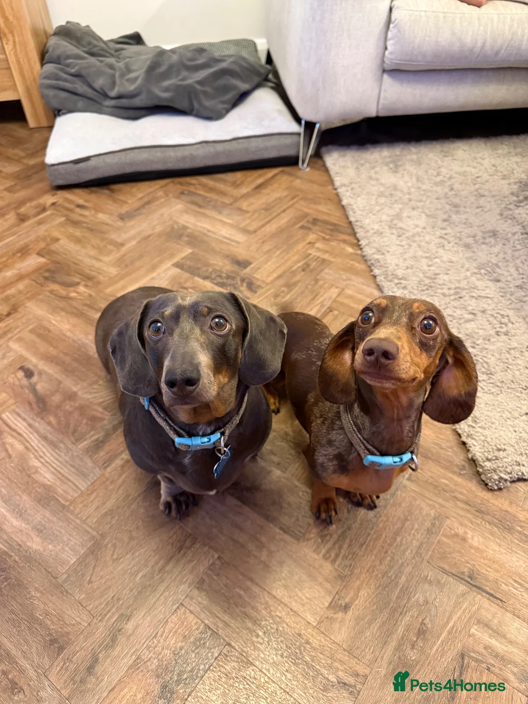 Dachshund dogs for sale: 2 loving miniature Dacshund in King's Lynn - Advert 1