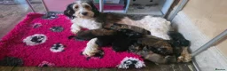Mixed Breed dogs for sale: Bernedoodle/GSD - Stunning Cross - Advert 16