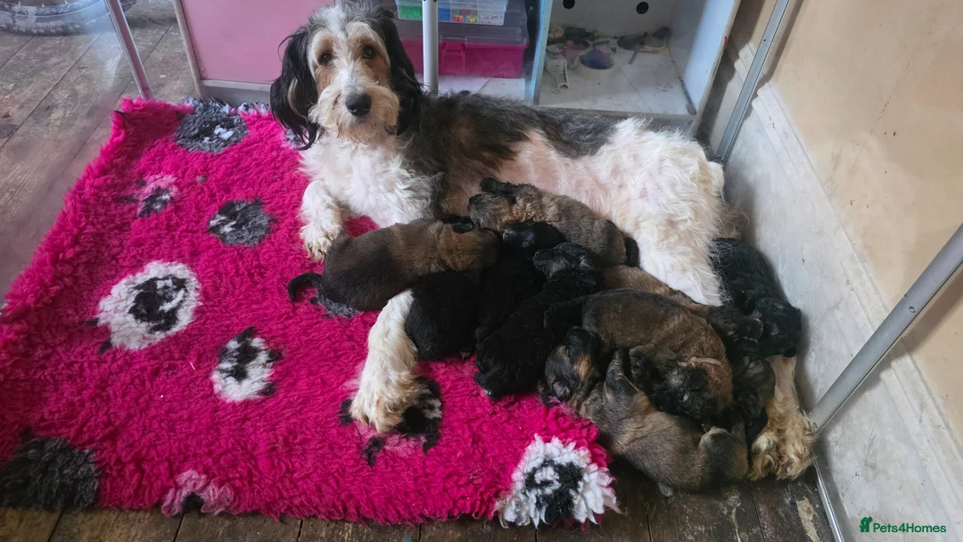 Mixed Breed dogs for sale: Bernedoodle/GSD - Stunning Cross - Advert 16