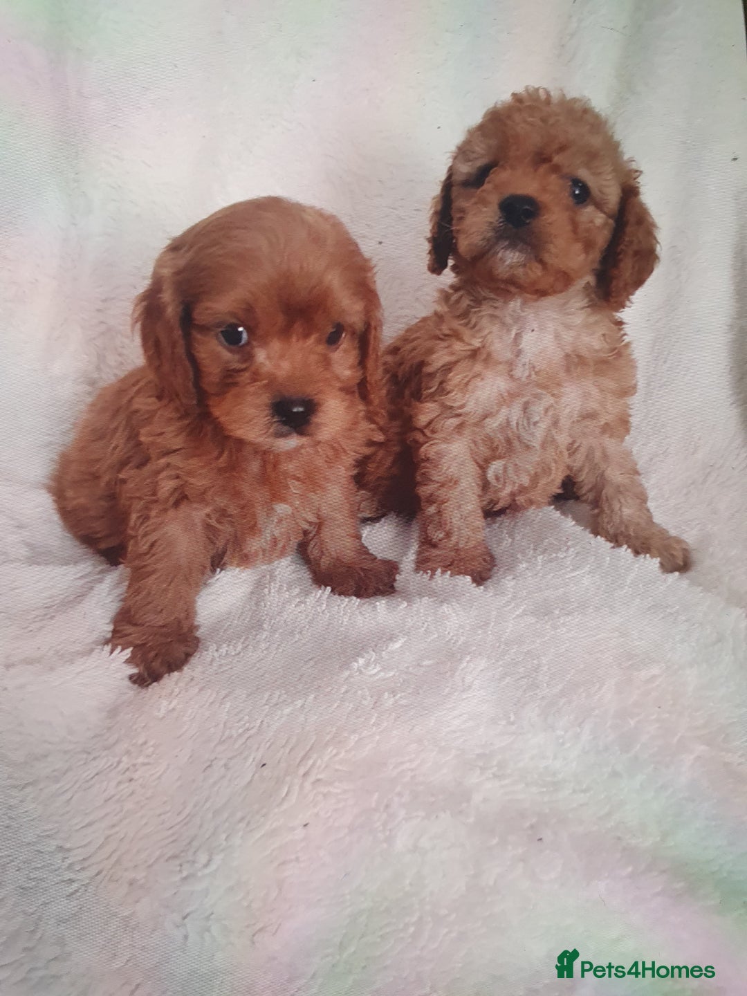 Cavapoo dogs for sale: Toy cavapoos f1  - Image 4