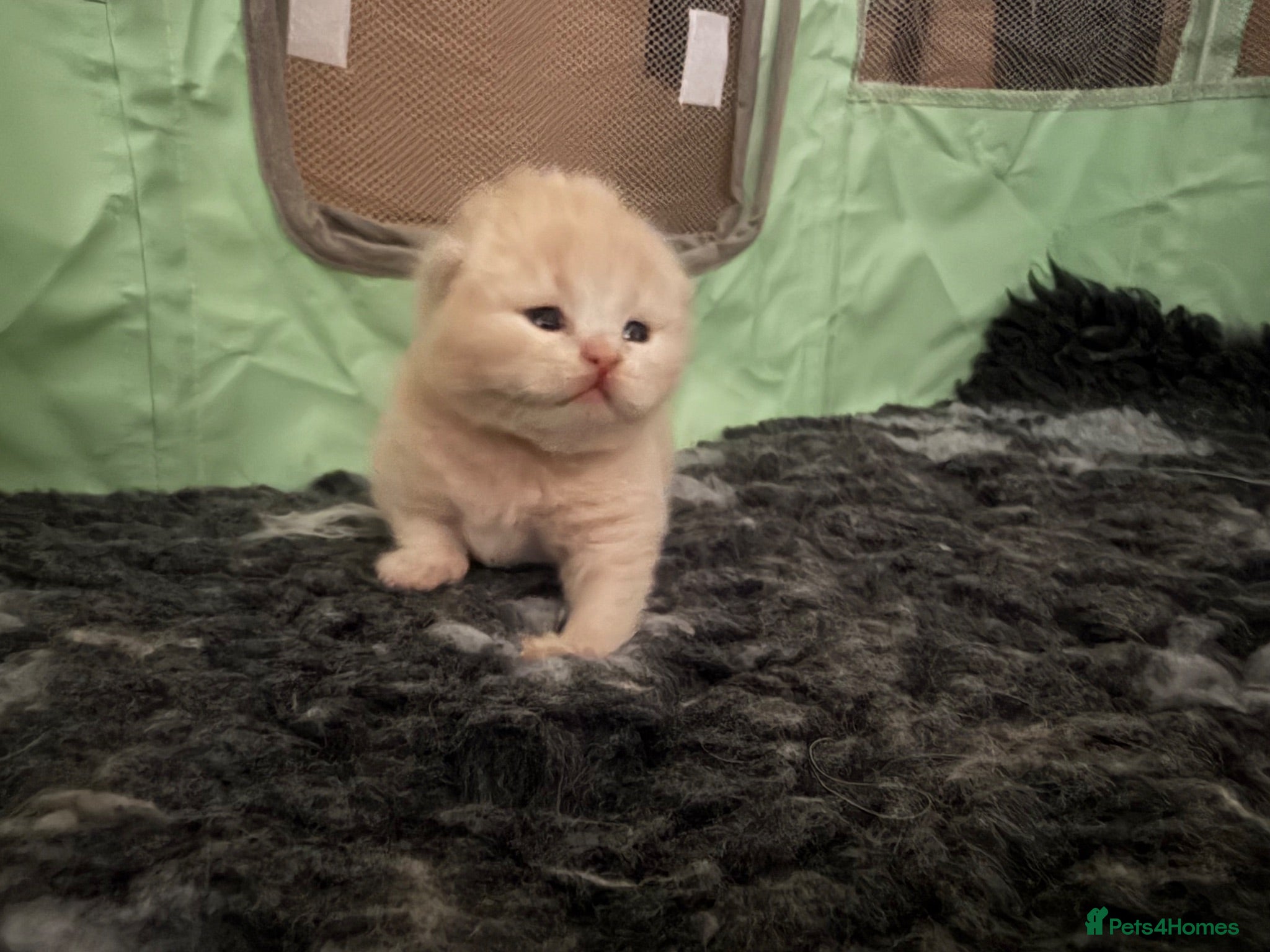 British Shorthair cats Exceptional Champion GCCF British shorthair kitten - Advert 2