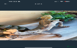 Dragon reptiles for sale: Bearded Dragon  - Image 4