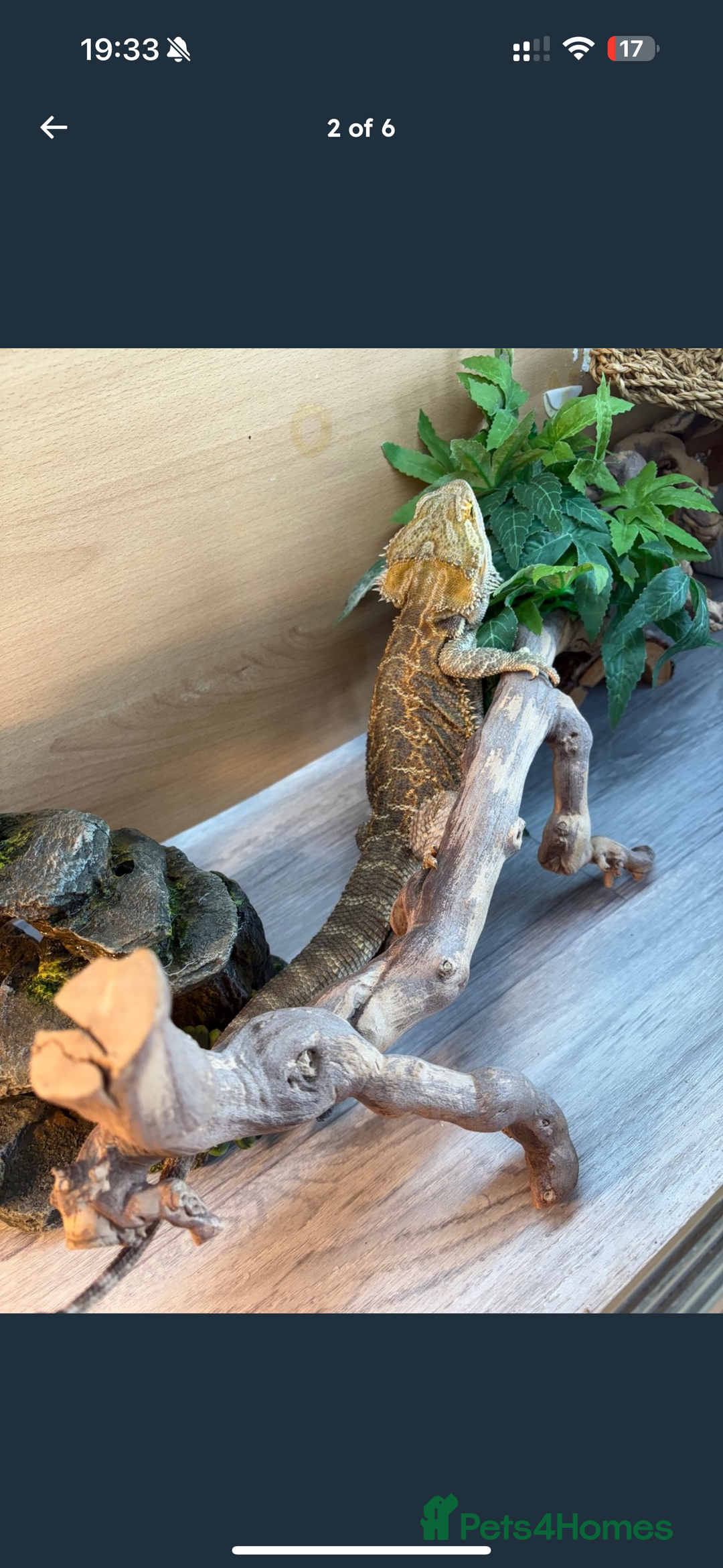 Dragon reptiles for sale: Bearded Dragon  - Image 4