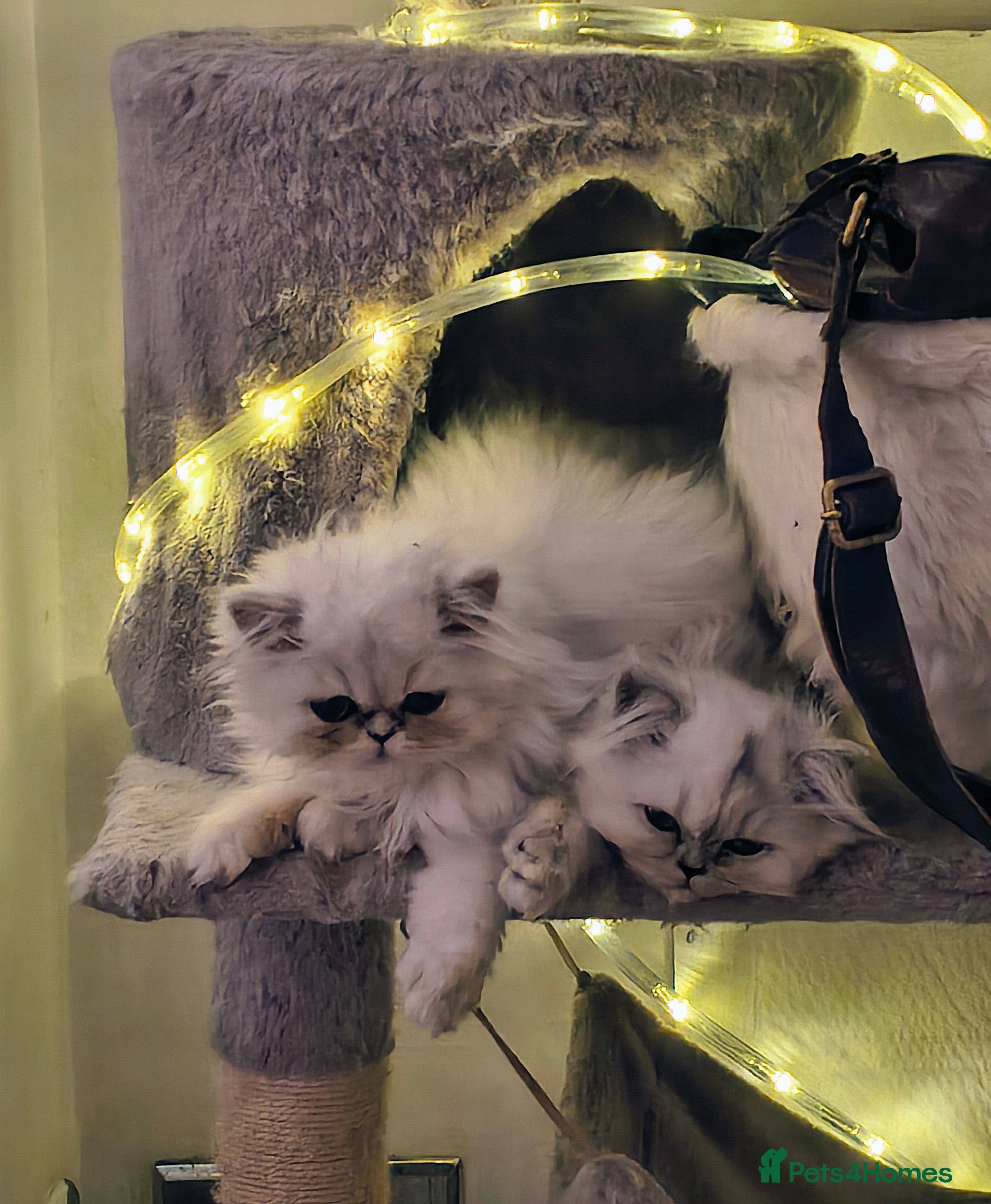 Persian cats 🍁White black tipped Persian kittens ready now - Advert 10