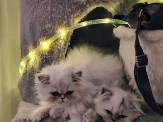 Persian cats 🍁White black tipped Persian kittens ready now - Advert 4