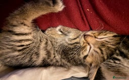 Mixed Breed cats for sale: 4 kittens available mixed breed  - Image 4