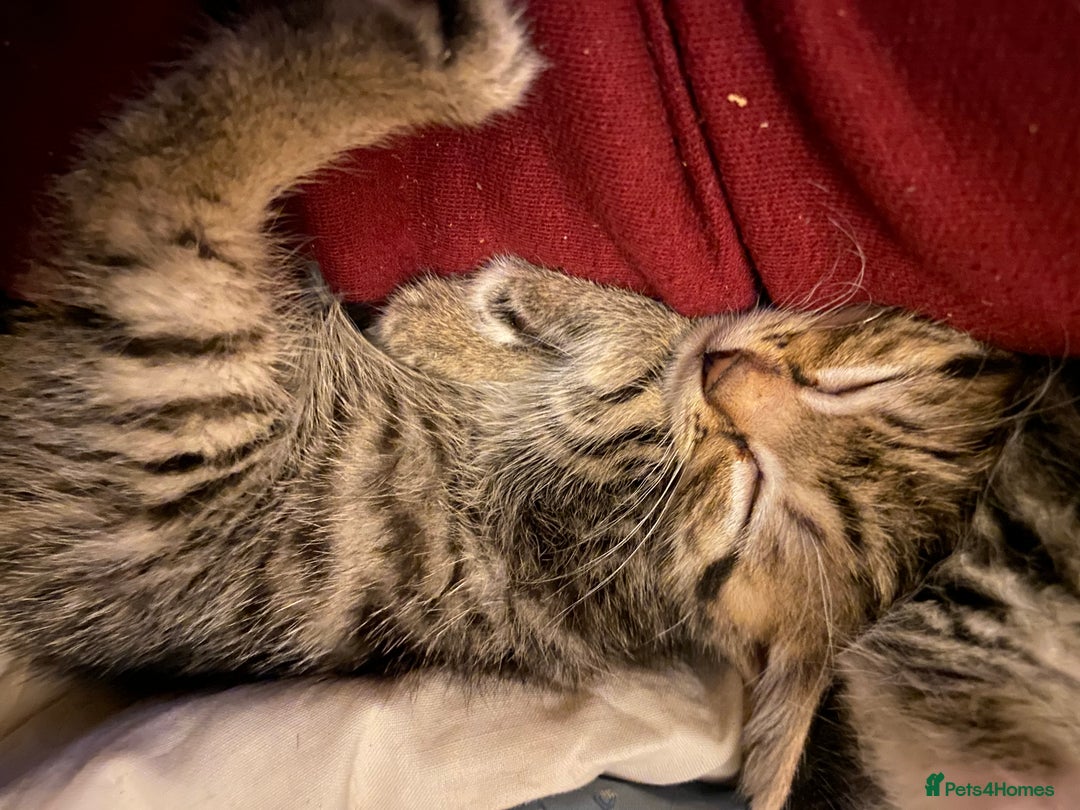 Mixed Breed cats for sale: 4 kittens available mixed breed  - Image 4