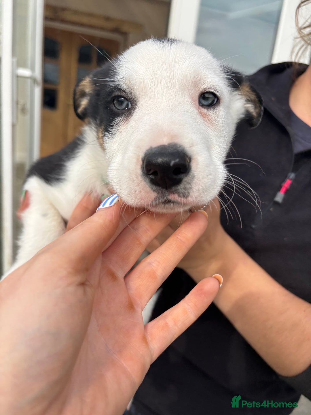 Border Collie dogs for sale: Ready to go! Beautiful Border Collie pup in Haverfordwest - Image 6