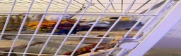 Cockatiels birds for sale: Selling two lovely sweet male cockatiels with cage - Advert 2