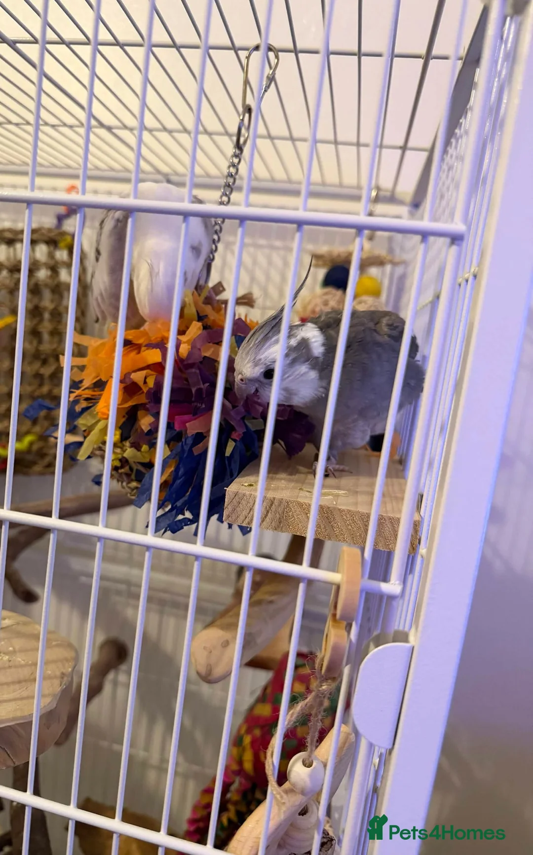 Cockatiels birds for sale: Selling two lovely sweet male cockatiels with cage - Advert 2