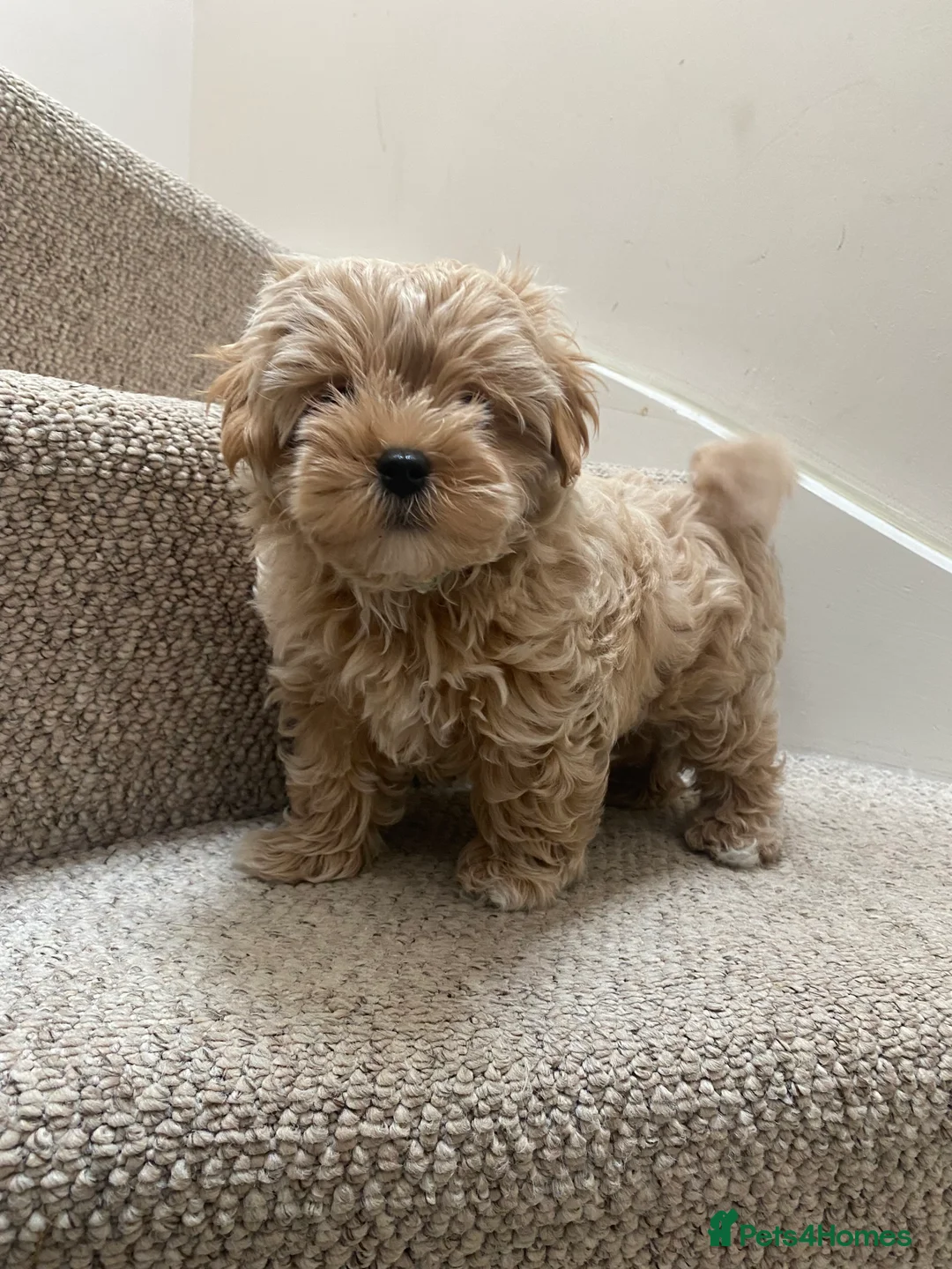 Maltipoo dogs for sale: Maltipoo f1 quality pups from 5 star breeder - Advert 2