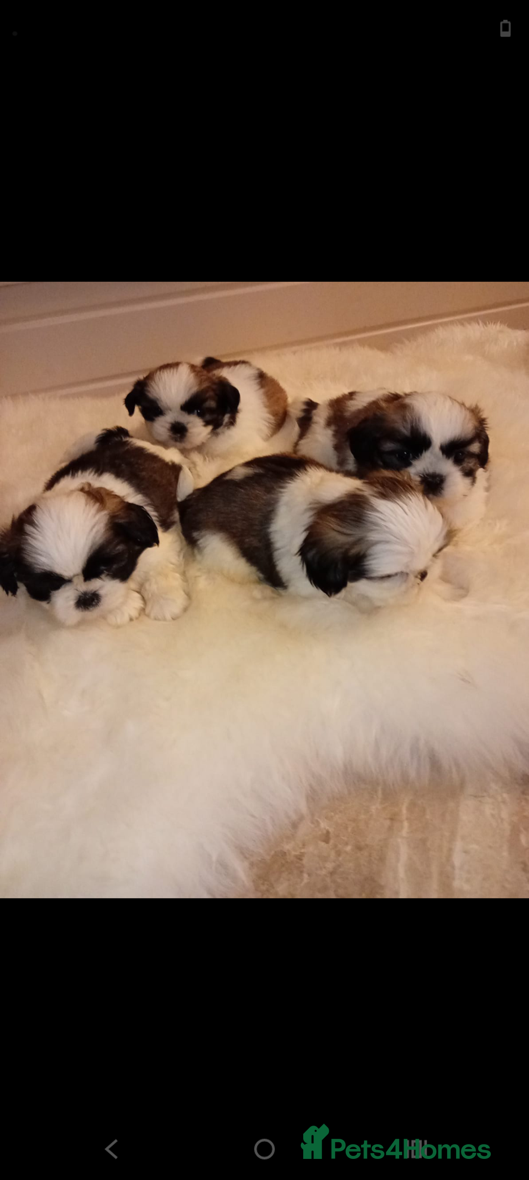 Shih Tzu dogs for sale: Shih Tzu puppies - Advert 5
