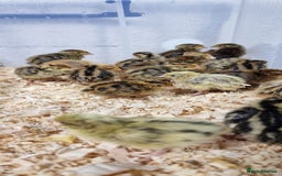 Quail poultry for sale: 🐣 Live Coturnix Jumbo Quail for Sale  in Birmingham - Image 19