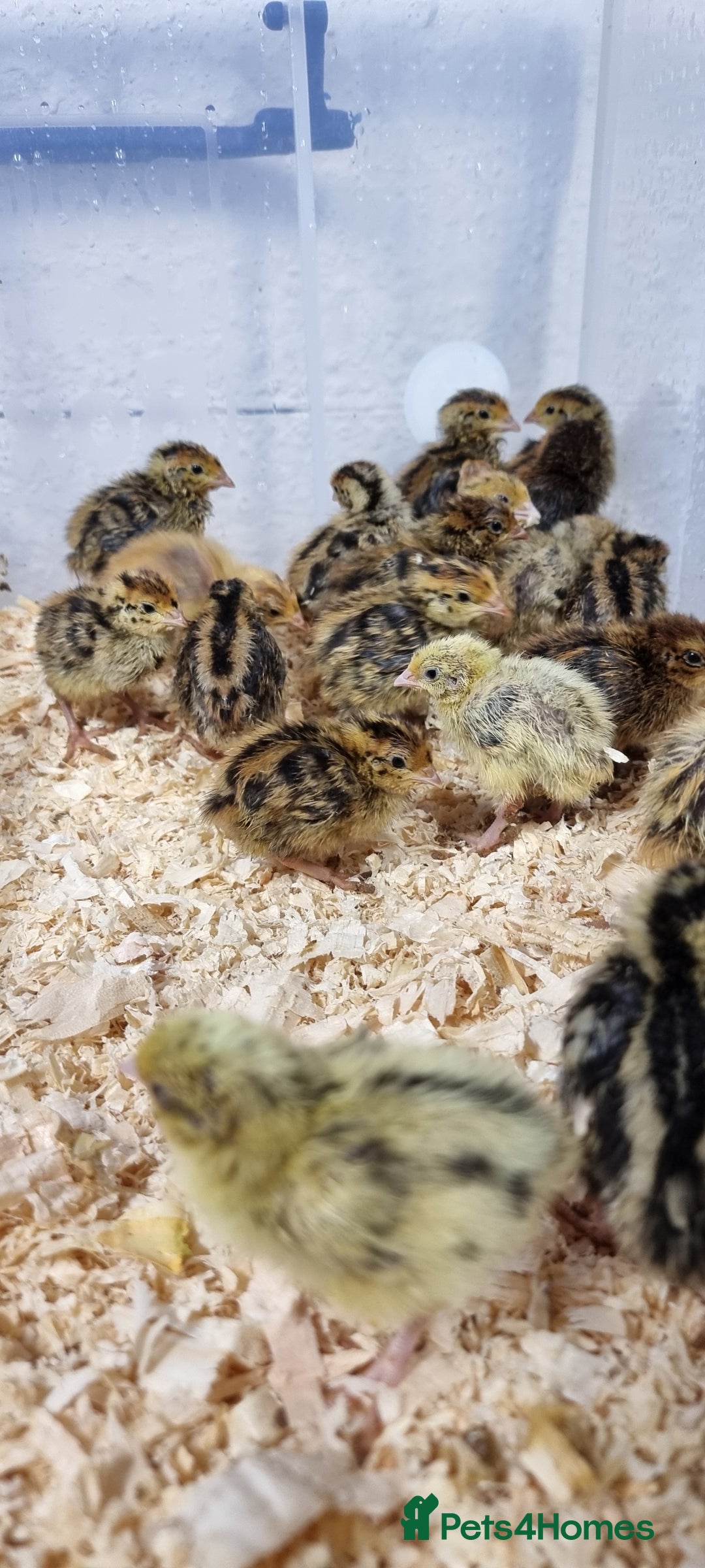 Quail poultry for sale: 🐣 Live Coturnix Jumbo Quail for Sale  in Birmingham - Image 19