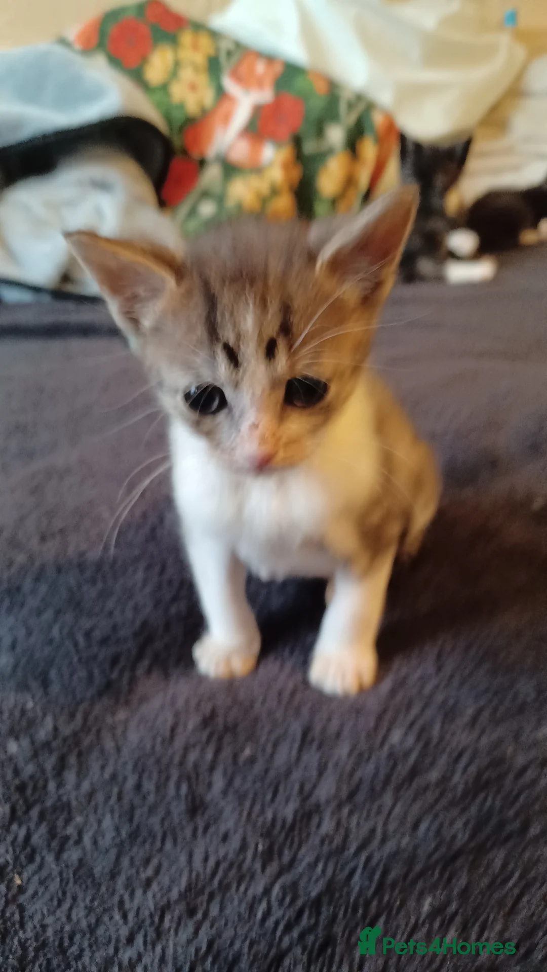 Mixed Breed cats for sale: 2boys & 2girls - Advert 1
