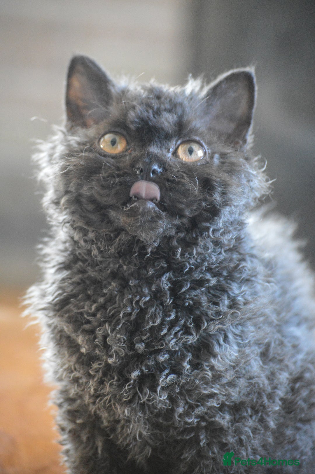 Selkirk Rex cats for sale: Lovely lad looking for a warm lap - Advert 3