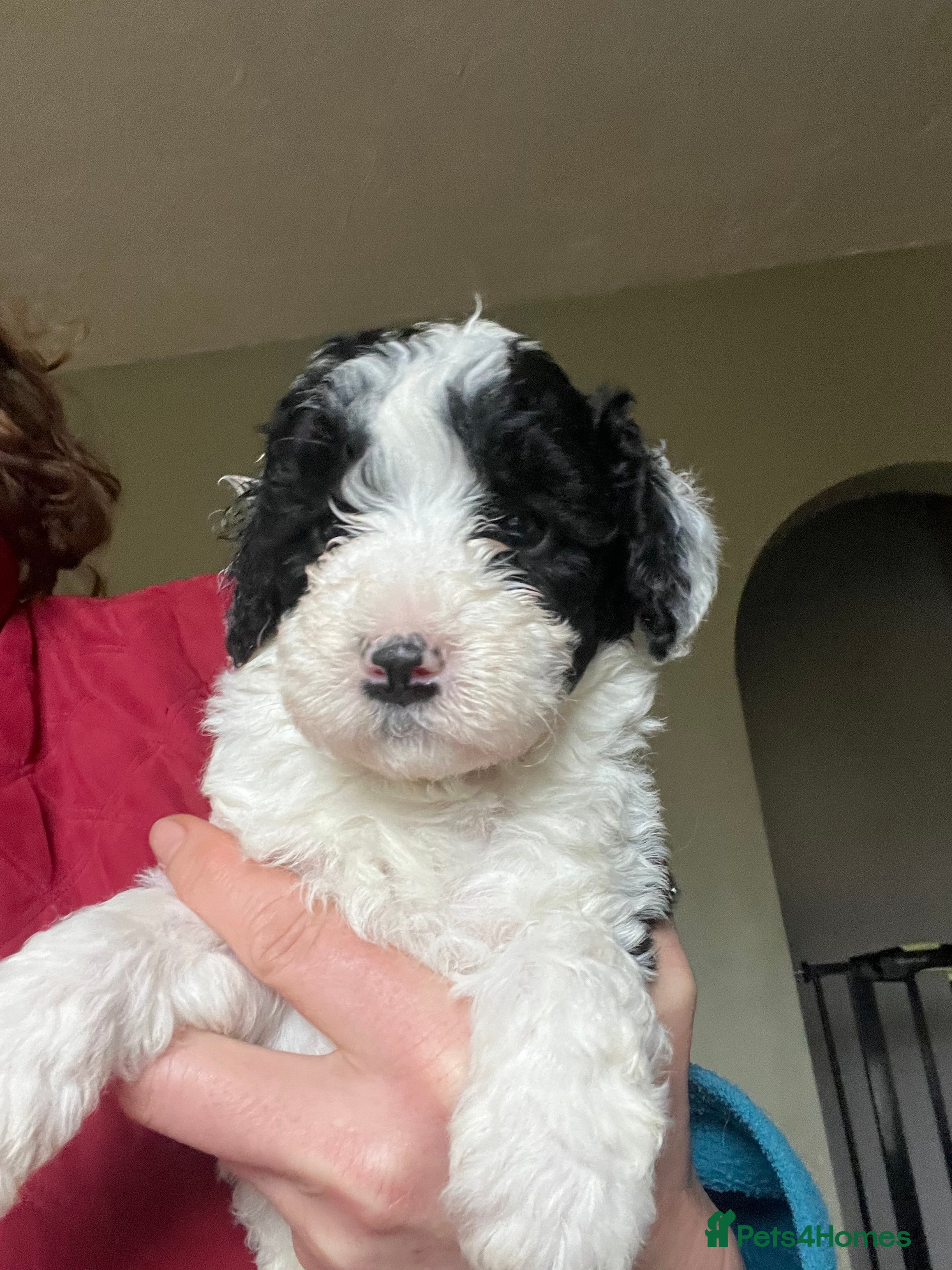 Bordoodle dogs F1b Bordoodle, DNA testing,full refund guarantee  - Advert 1