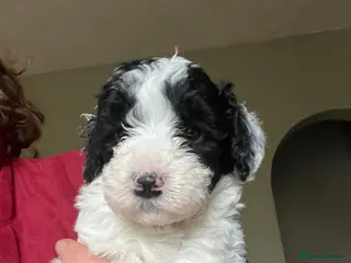 Bordoodle dogs F1b Bordoodle, DNA testing,full refund guarantee - Advert 3