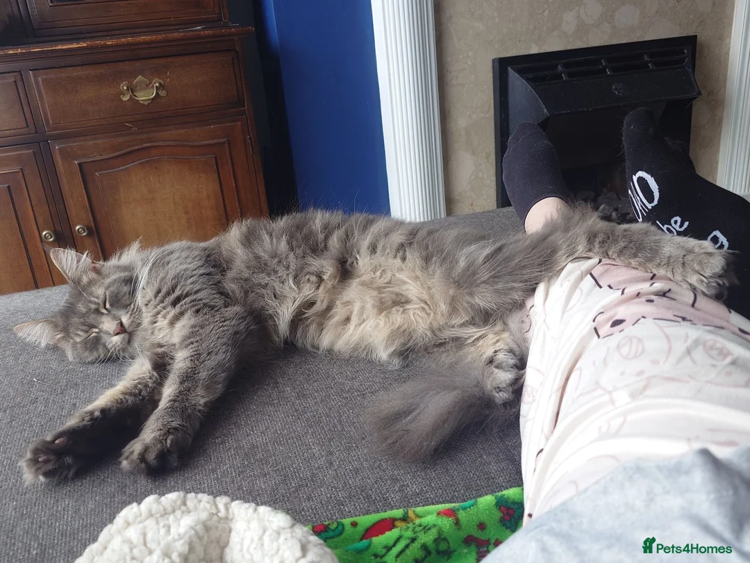 Maine Coon cats for sale: 11 month old male maincoone  - Advert 1