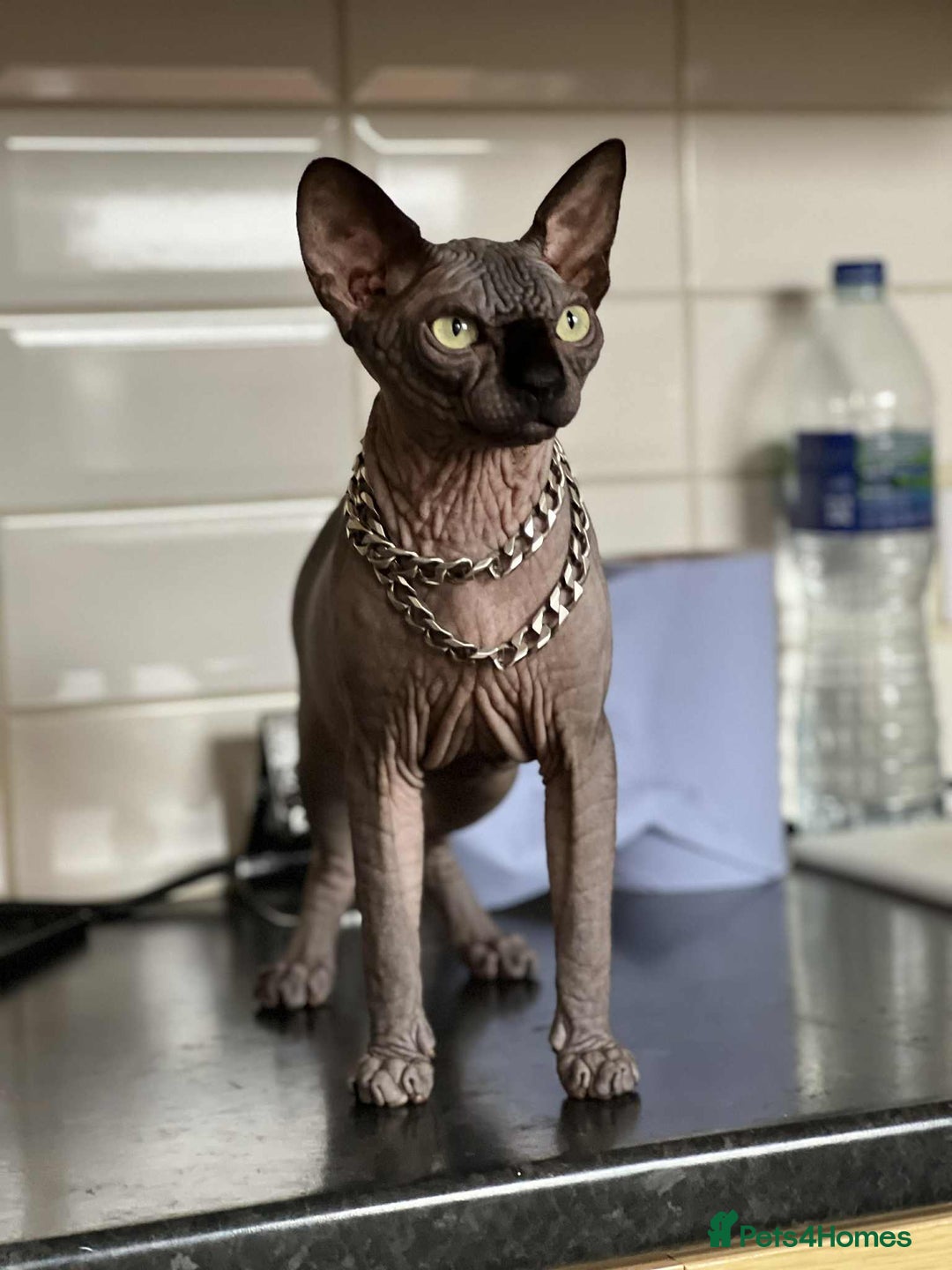 Sphynx cats for sale: Kitten for sale - Advert 5