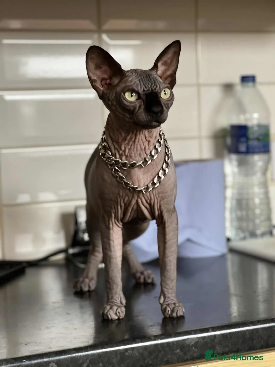 Sphynx cats for sale: Kitten for sale - Advert 5
