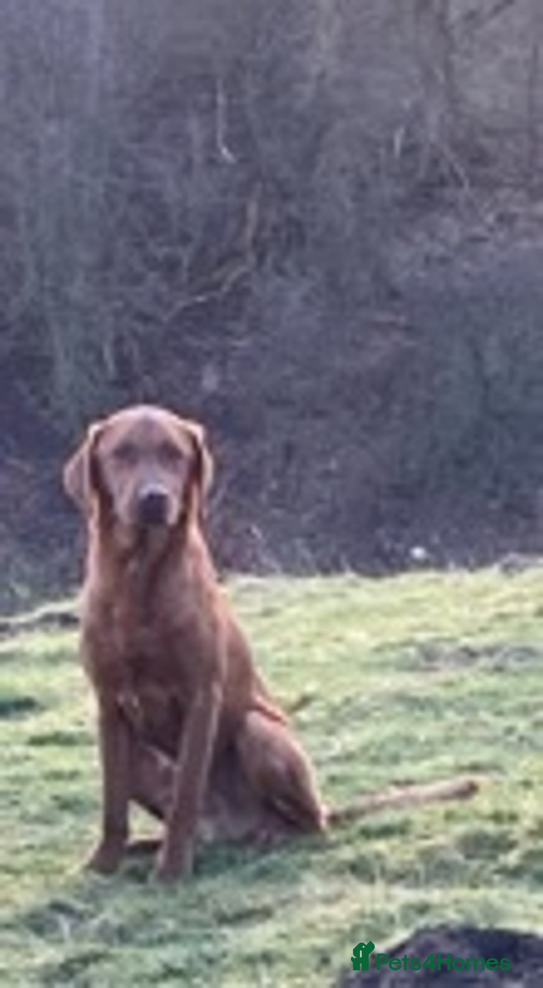 Labrador Retriever dogs for stud: Fox Red Labrador for Stud in Leeds - Advert 2