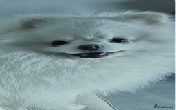Pomeranian dogs for stud: Olaf white Pomeranian stud in Liverpool - Image 4
