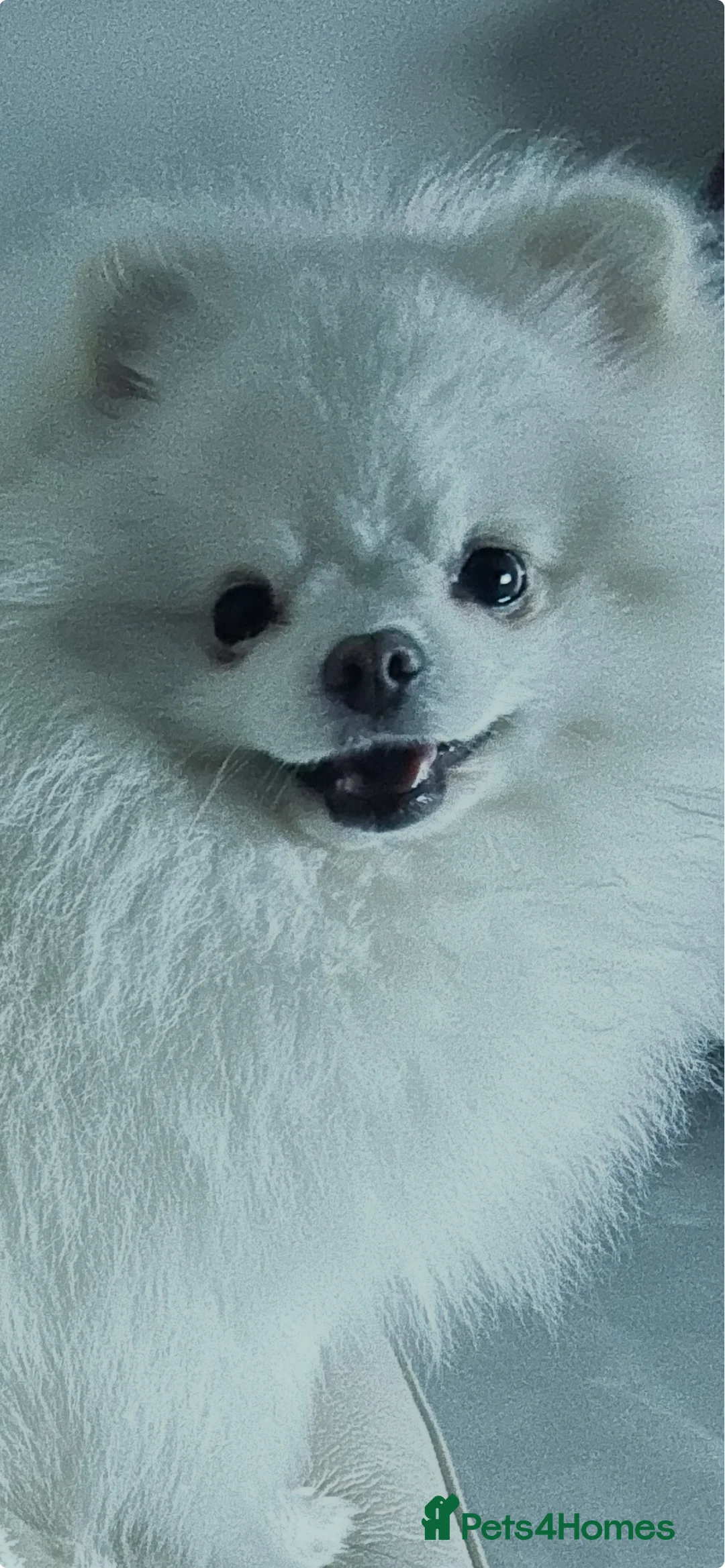 Pomeranian dogs for stud: Olaf white Pomeranian stud in Liverpool - Advert 5