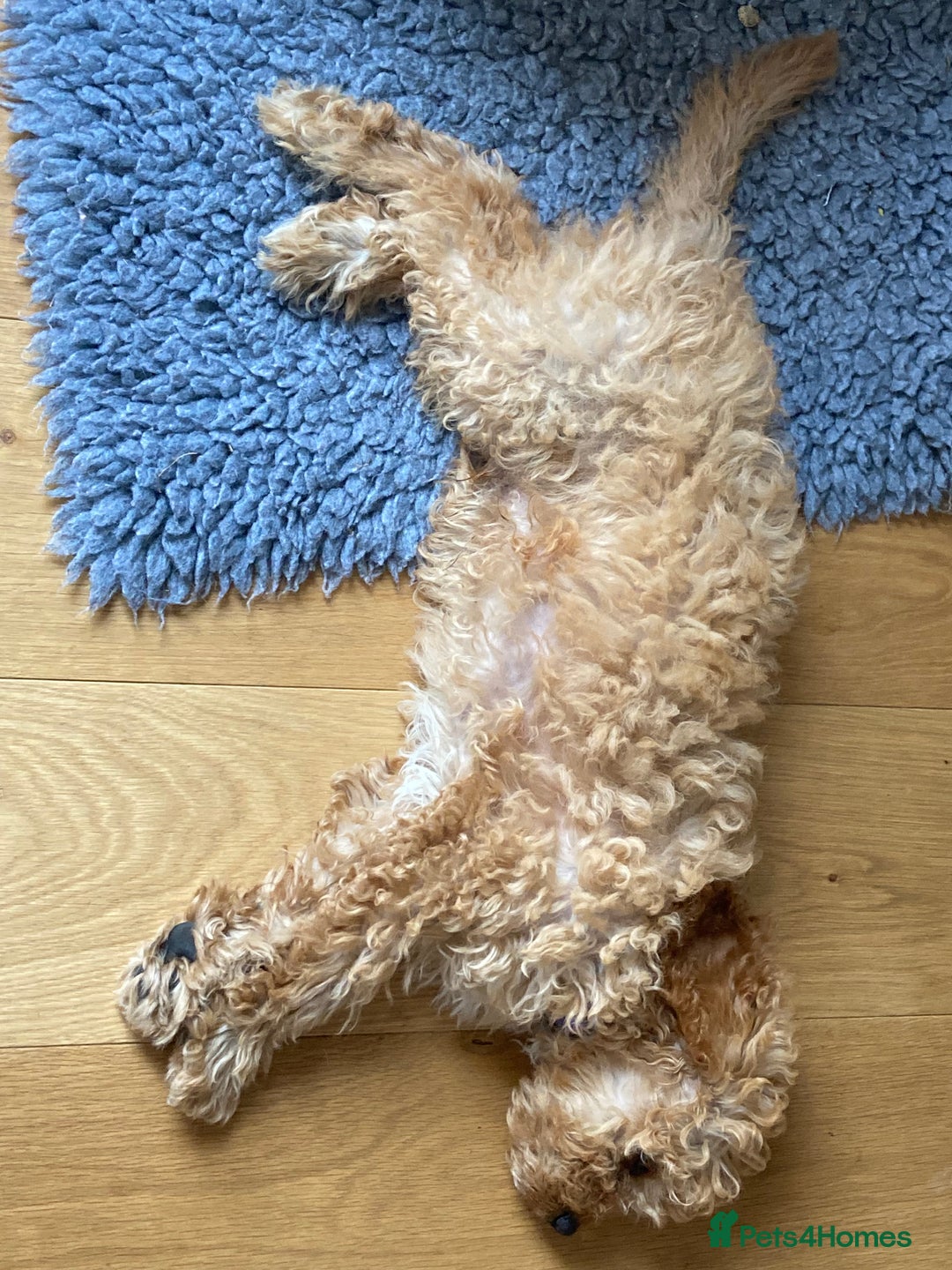 Cavapoo dogs for sale: 14 week old male Cavapoo puppy - Image 9