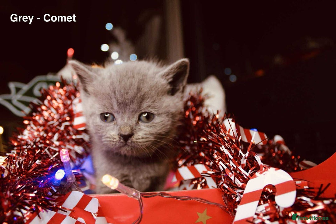 British Shorthair cats for sale: BSH Males and Females available  - Image 6