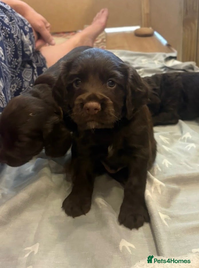 Cocker Spaniel dogs 3 boys and 3 girls Working Cocker Spaniel puppies  - Advert 1