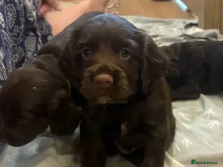 Cocker Spaniel dogs 3 boys and 3 girls Working Cocker Spaniel puppies - Advert 1