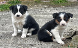 Border Collie dogs for sale: Collie puppies  - Image 1
