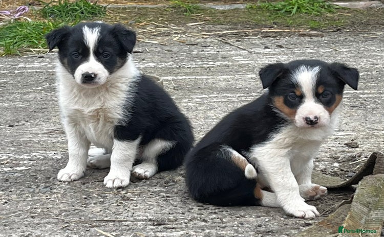 Border Collie dogs - Advert 3