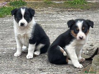 Border Collie dogs - Advert 12