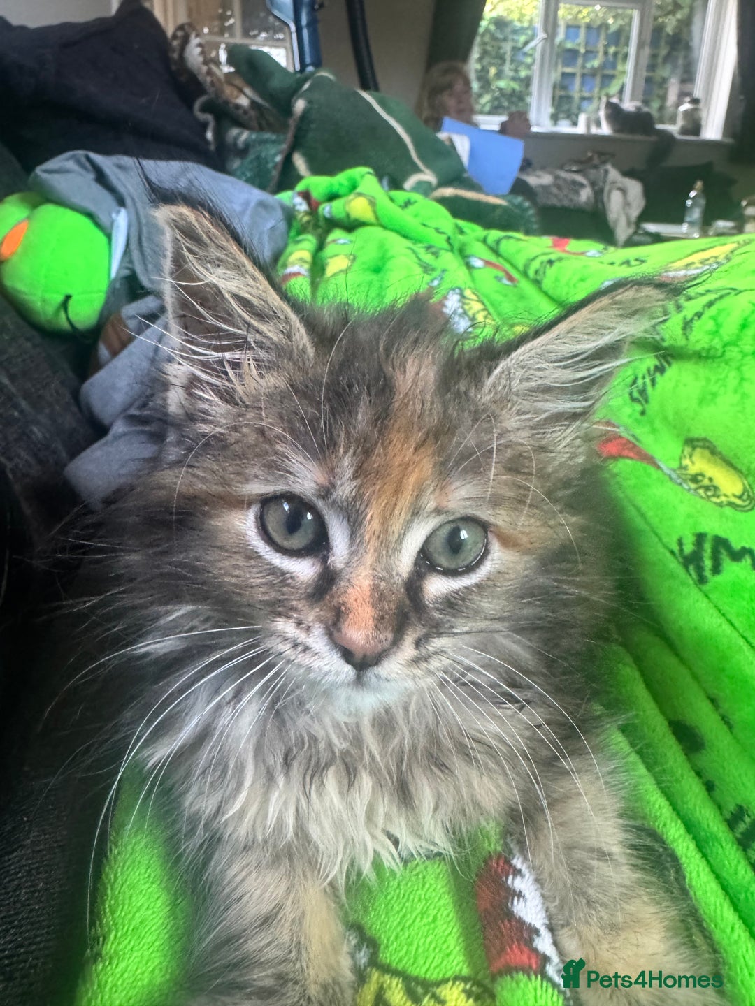 Maine Coon cats for sale: Adorable MaineCoon Ragdoll Cross Kittens Ready Now - Image 23