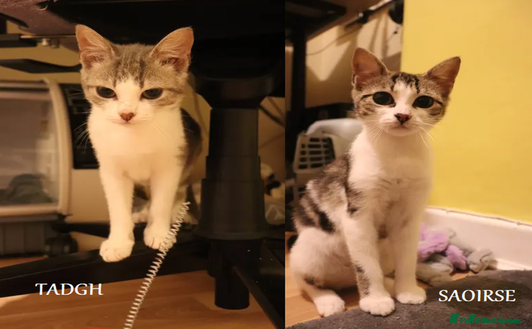 British Shorthair cats for adoption - Advert 2