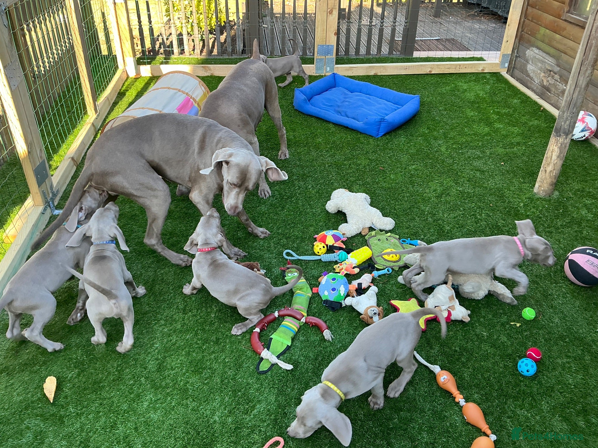 Weimaraner dogs Ready to go Weimaraner puppies KC registered - Advert 2