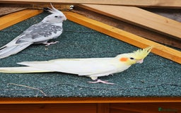 Cockatiels birds for sale: Pair of cockatiels. Female lutino, male grey pearl - Image 3